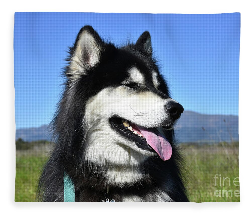 New Soft Fleece Navy Blue with Multiple Breed Dog Animal Throw Blanket 50” X 60”